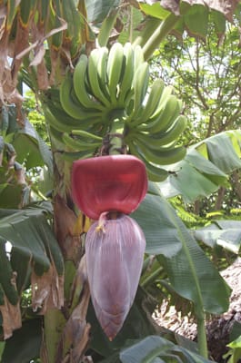 Bananenstaude im Gebiet der historischen Agrarlandschaft von Kuk auf Neuguinea