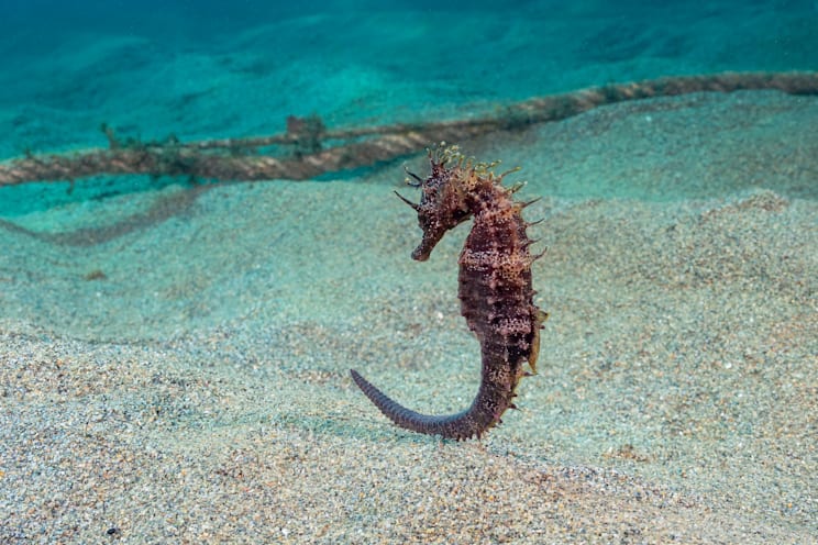 Seepferdchen: Fortbewegung