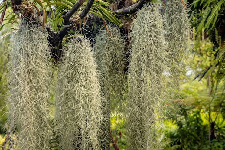 Tillandsie: Luisianamoos