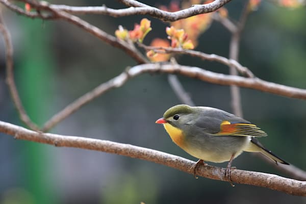 Sonnenvögel: Chinesischer Sonnenvogel