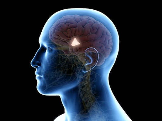 3D-Darstellung Hypothalamus