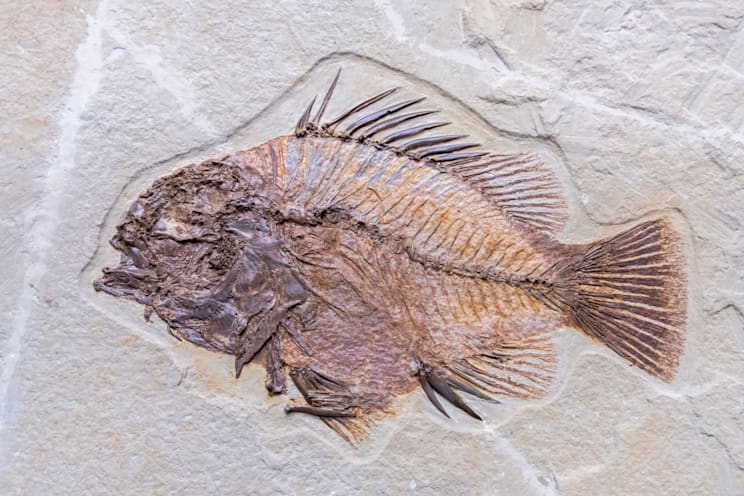 Fossilien: Fische
