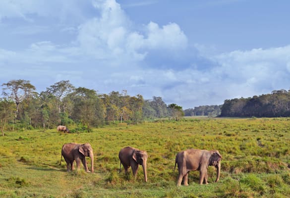 Chitwan-Nationalpark