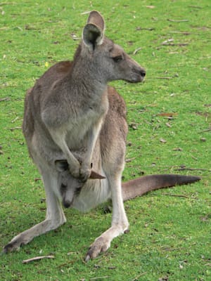 Känguru mit Jungem