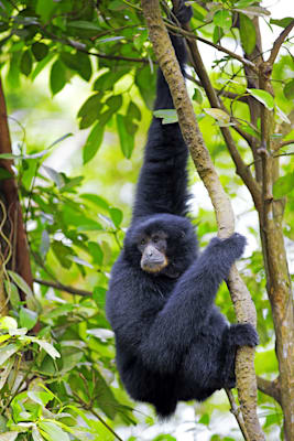 Gibbons: Siamang