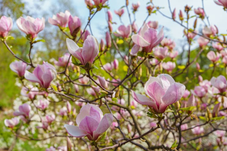 Magnolie: Tulpenmagnolie
