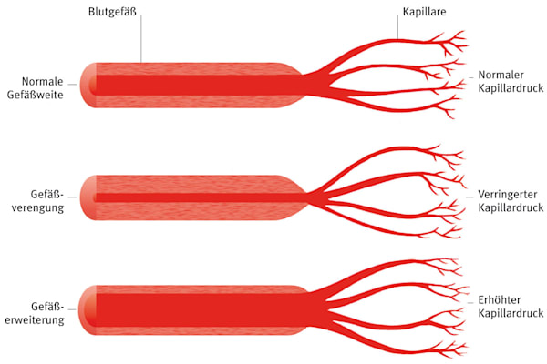 Blutgefäße: Autoregulation (Grafik)