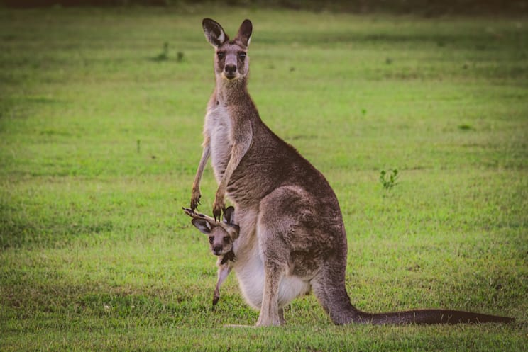 Känguru mit Jungem