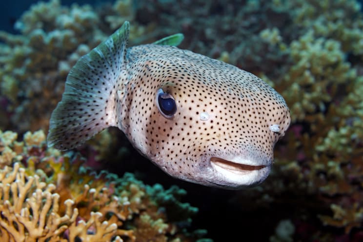 Igelfische: Gefleckter Igelfisch