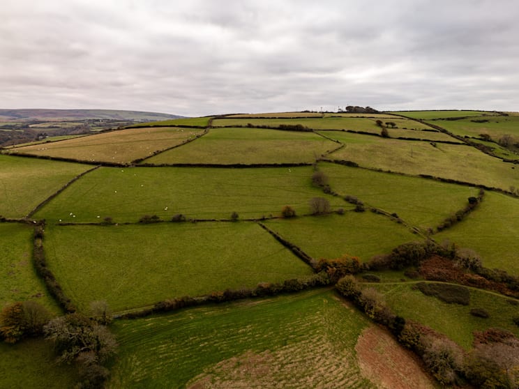 Heckenlandschaft in Irland