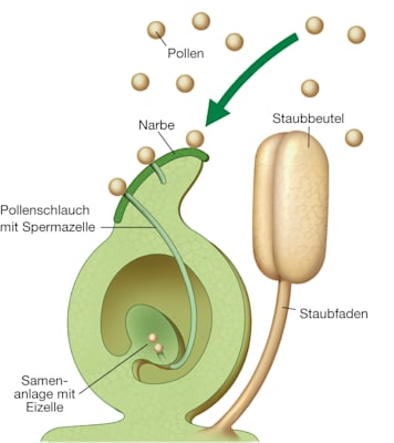 Pflanzen: Bestäubung und Befruchtung