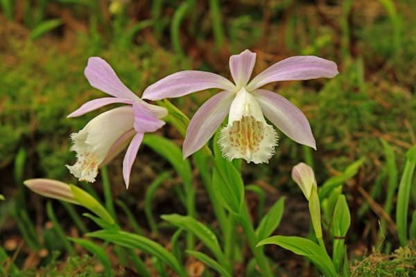 Pleione formosana