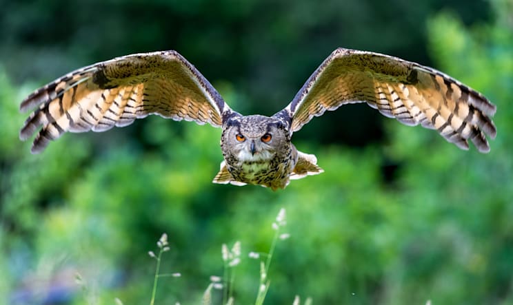 Uhus: eurasischer Uhu (Bubo bubo)
