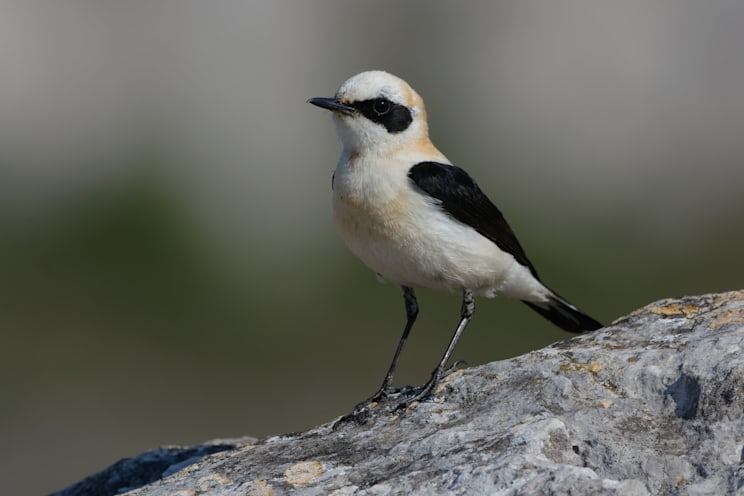 Steinschmätzer: Mittelmeersteinschmätzer