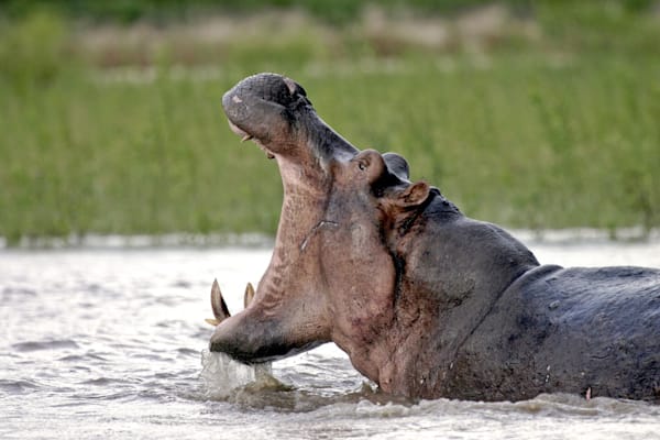 Rufiji: Flußpferd im Selous-Nationalpark