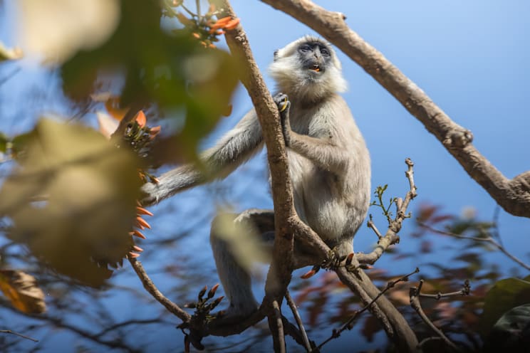 Chitwan-Nationalpark