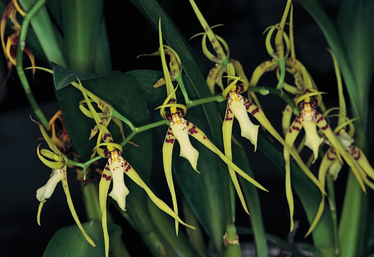 Orchideen: Brassia
