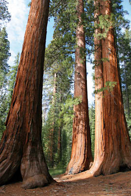 Weltnaturerbe: Yosemite National Park