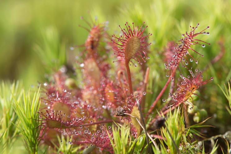 Sonnentau: Mittlerer Sonnentau