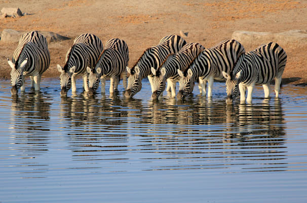 Zebra: Wasserstelle