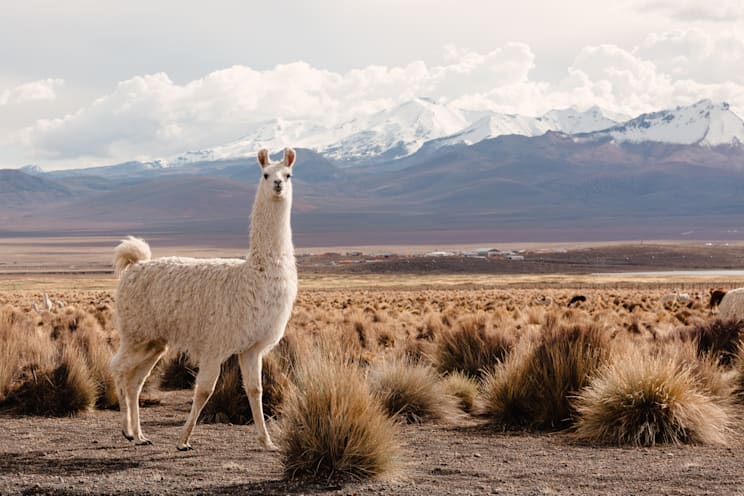 Altiplano: Sajama
