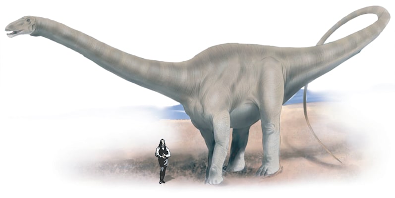 Apatosaurus