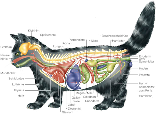 Katzen: Anatomie