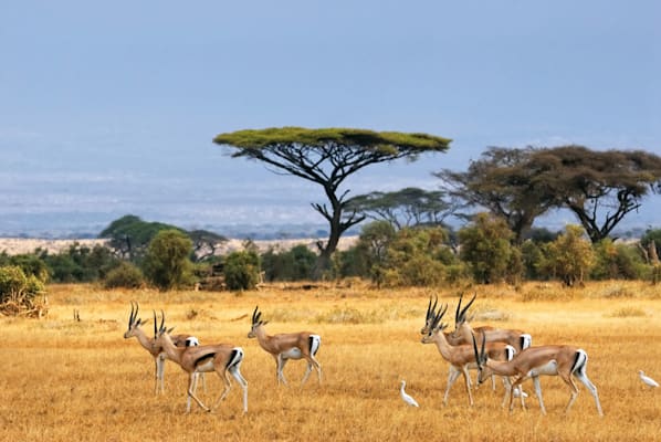 Amboseli-Nationalpark: Gazellen