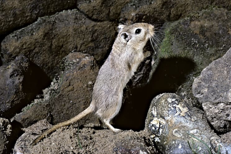 Rennmäuse: Mongolische Rennmaus