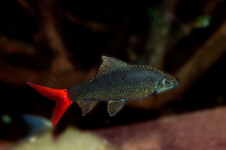 Barben: Feuerschwanz (Labeo bicolor)