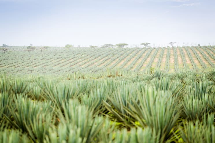 Agave: Sisalplantage