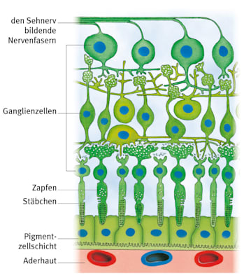 Netzhaut: Aufbau