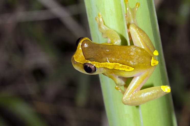 Amphibien: Baumfrosch