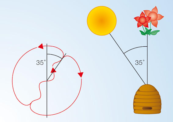 Bienen: Schwänzeltanz II