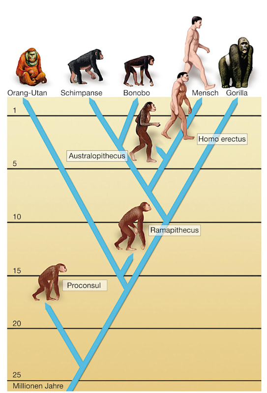 Stammbaum der Menschenaffen