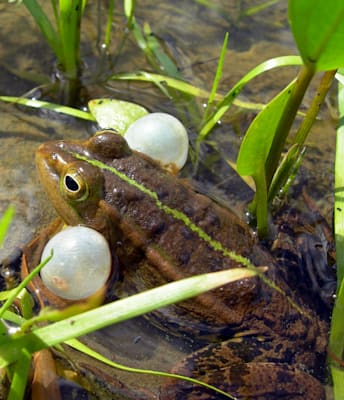 Amphibien: Schallblasen