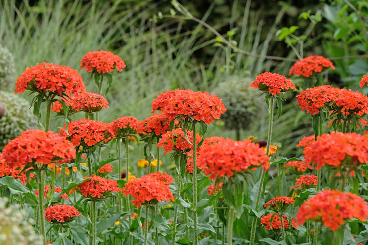 Lichtnelke: Brennende Liebe