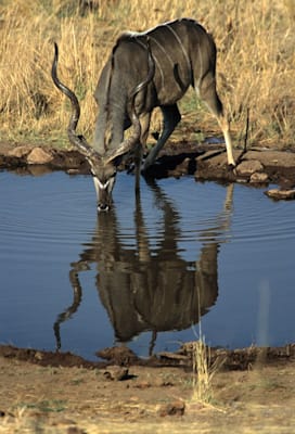 Kleiner Kudu nahe den Victoria-Fällen