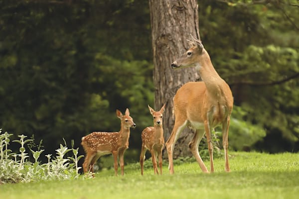 Rehe: Fortpflanzung