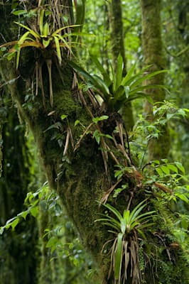 La Amistad: Nationalparks La Amistad in Panama