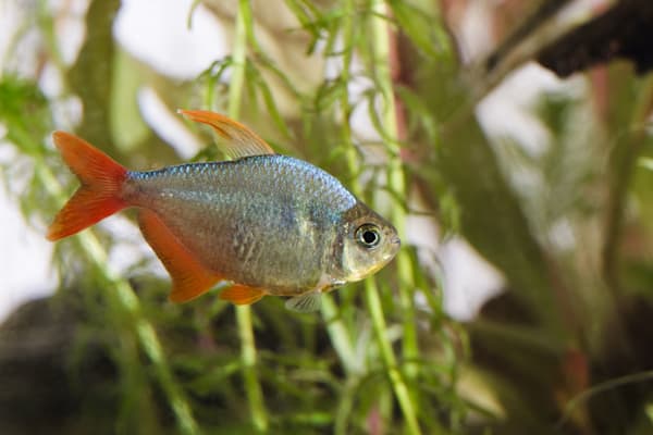 Tetras: Rotblauer Kolumbianer (Hyphessobrycon columbianus)