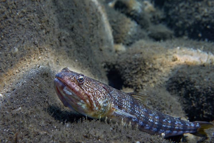 Drachenfische: Großes Petermännchen