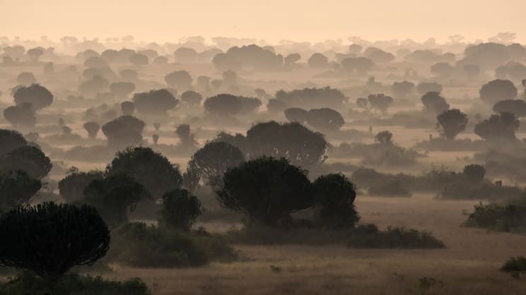 Savannenlandschaft in Uganda