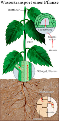 Gefäßpflanzen: Wassertransport