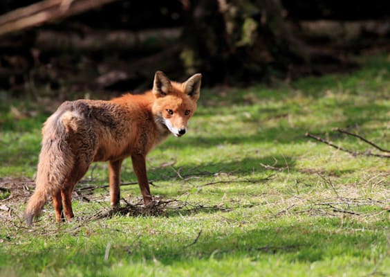 Füchse: Rotfuchs