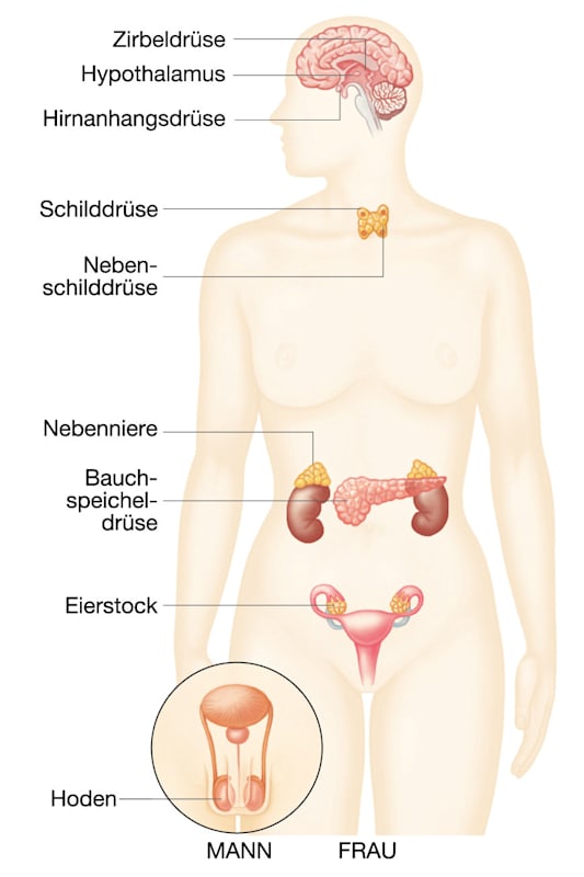 Hormonsystem: Drüsen