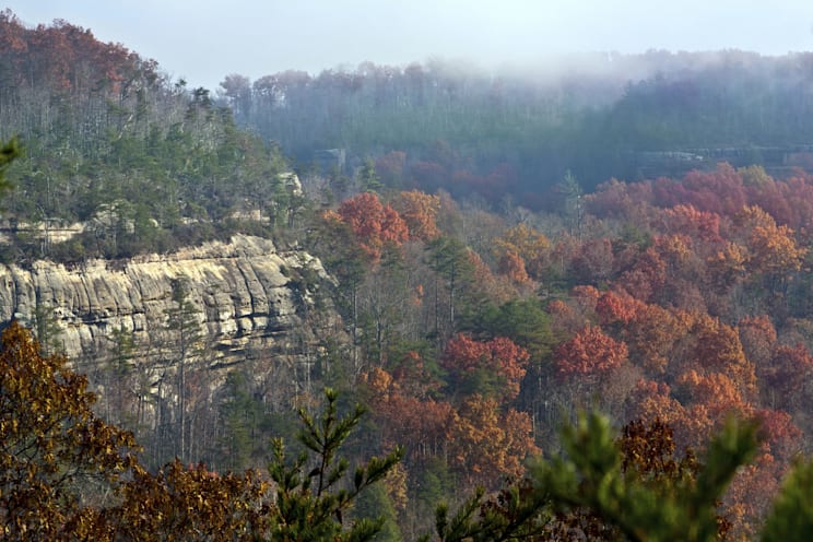 Cumberlandplateau: Waldfläche