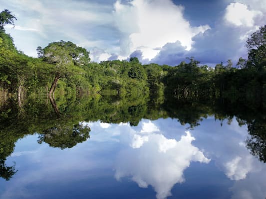 Flusslandschaft mit dichtem Urwald am Zentralamazonas