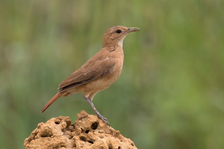 Töpfervögel: Rosttöpfer