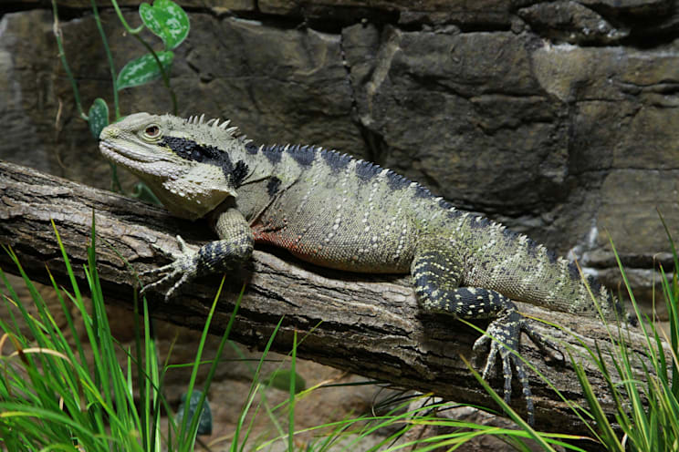 Wasseragamen: Australische Wasseragame